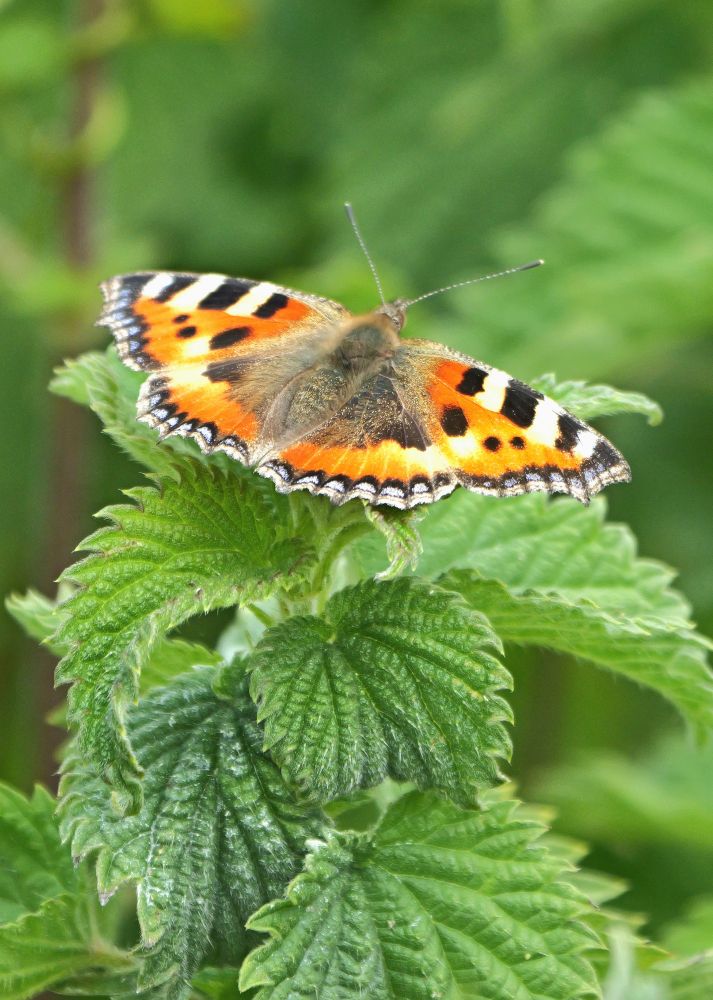 Small Tortoiseshell