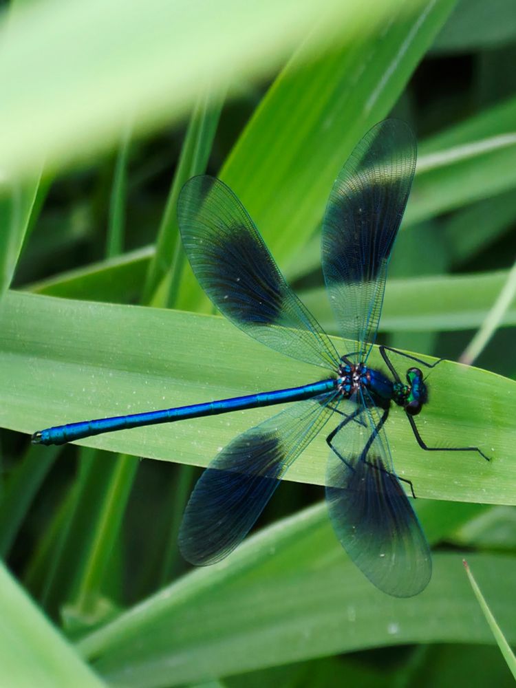 Banded Demoiselle
