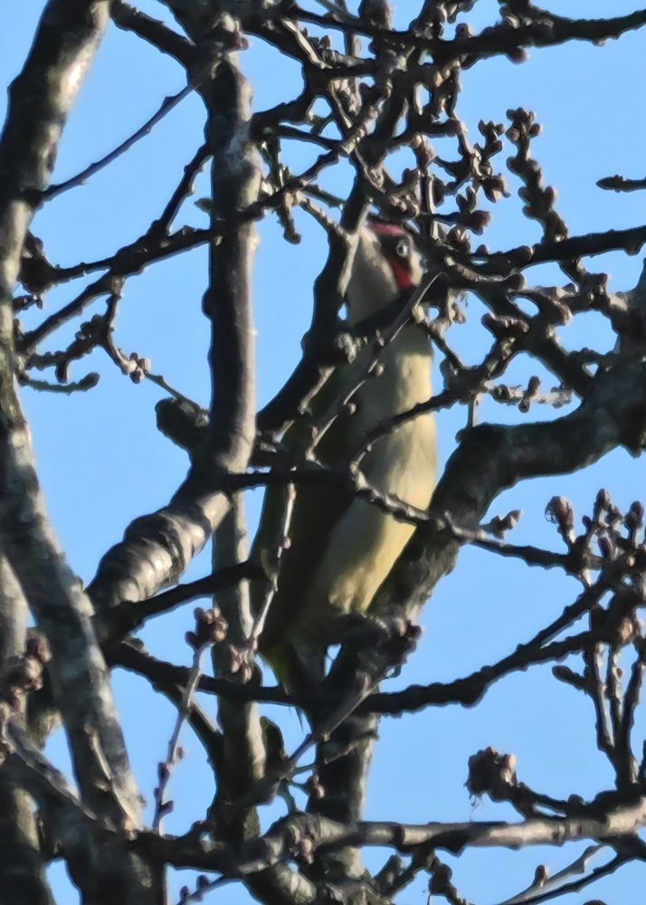 Green Woodpecker