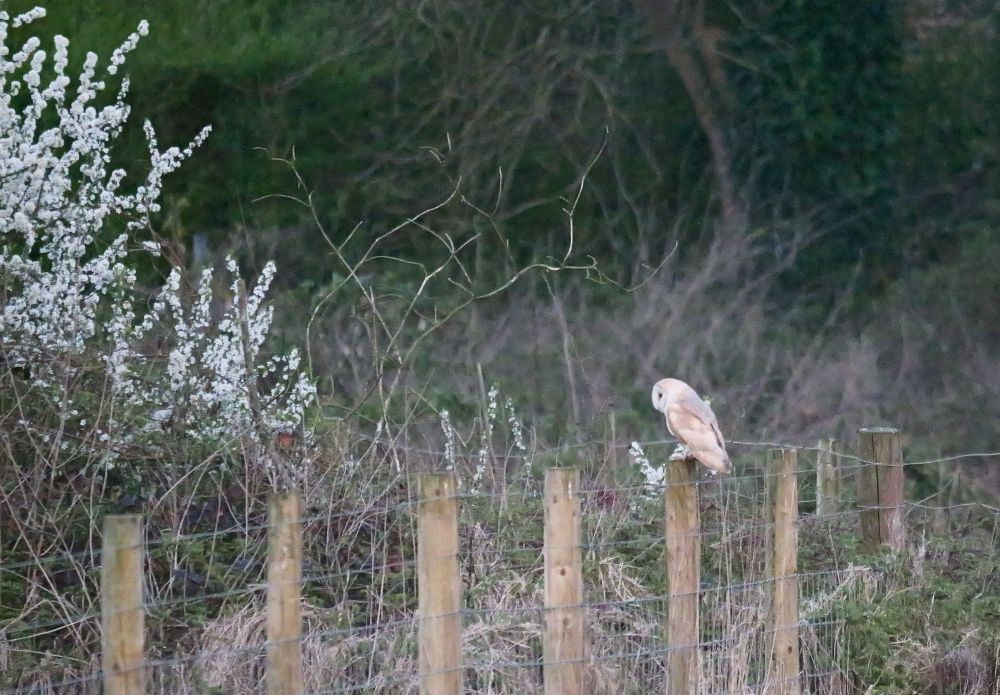 Barn Owl