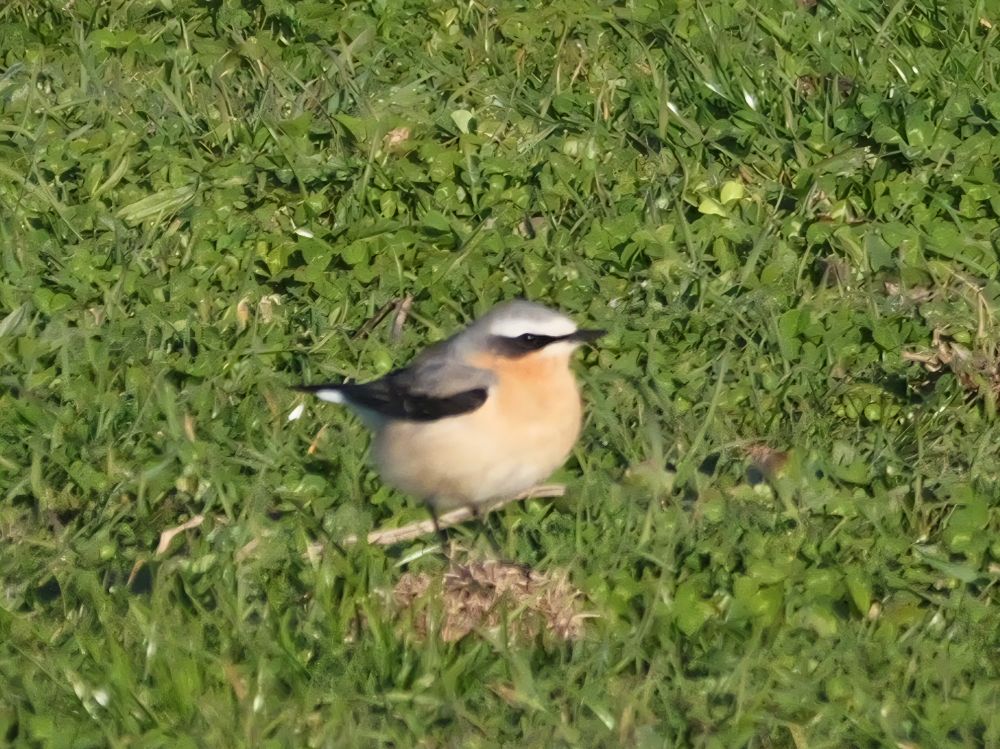 Wheatear