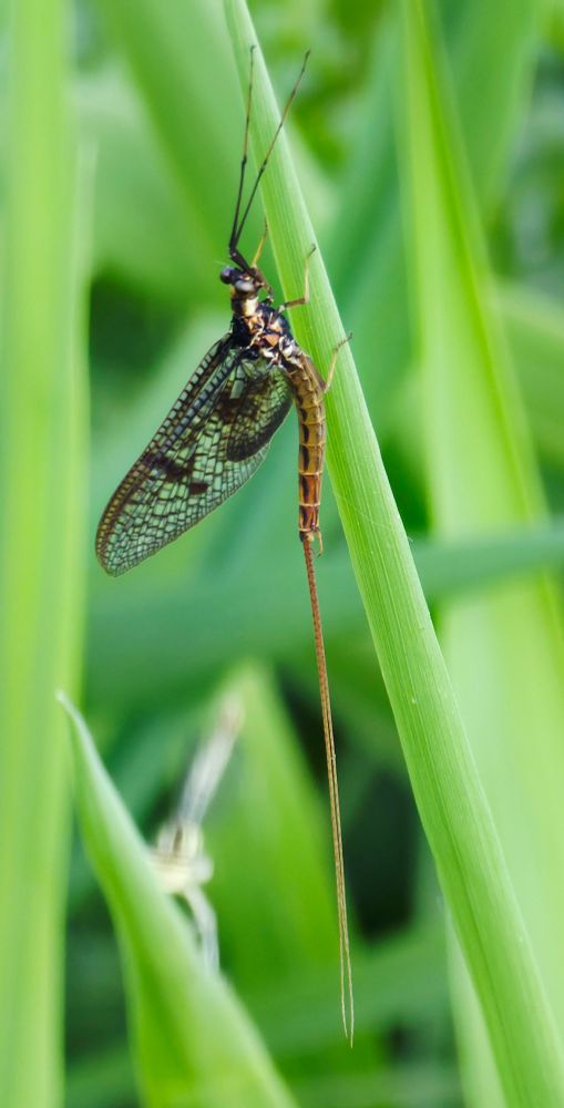 Mayfly