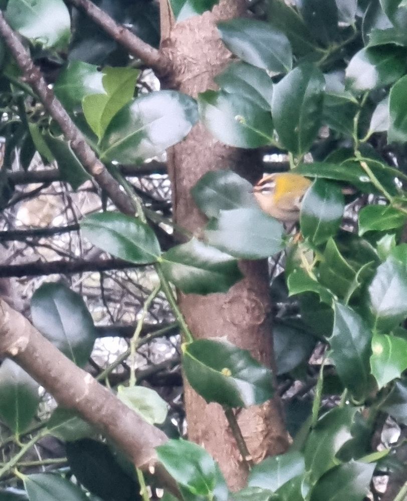Firecrest