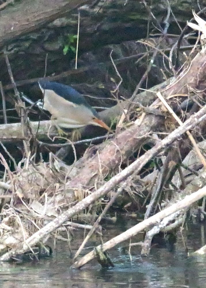 Little Bittern