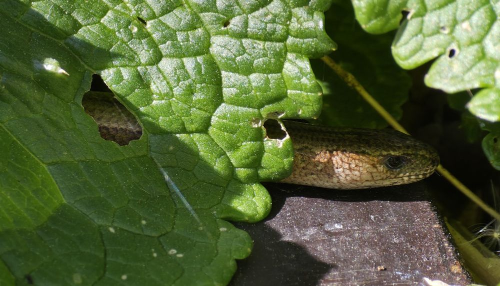 Slow Worm