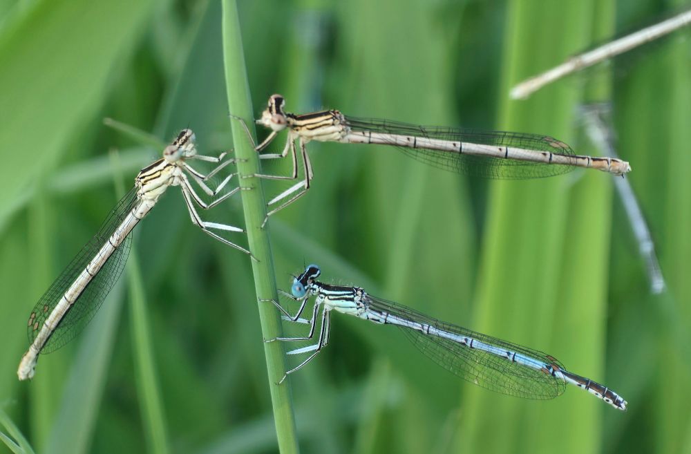 White-legged Damselfly