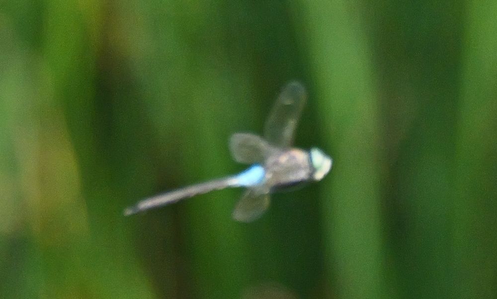 Lesser Emperor dragonfly