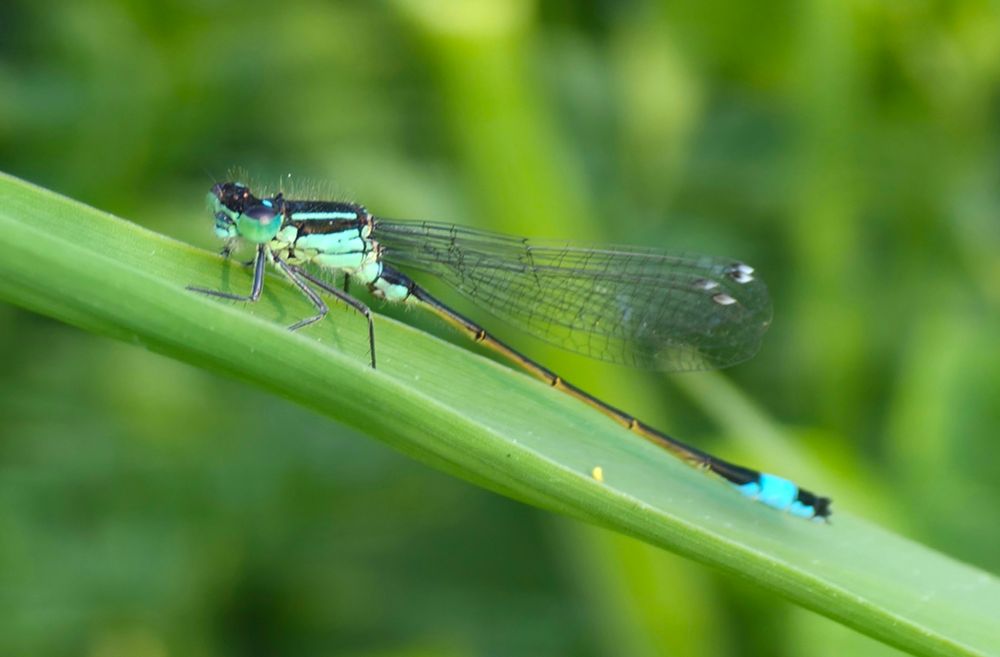 Blue-tailed Damselfly