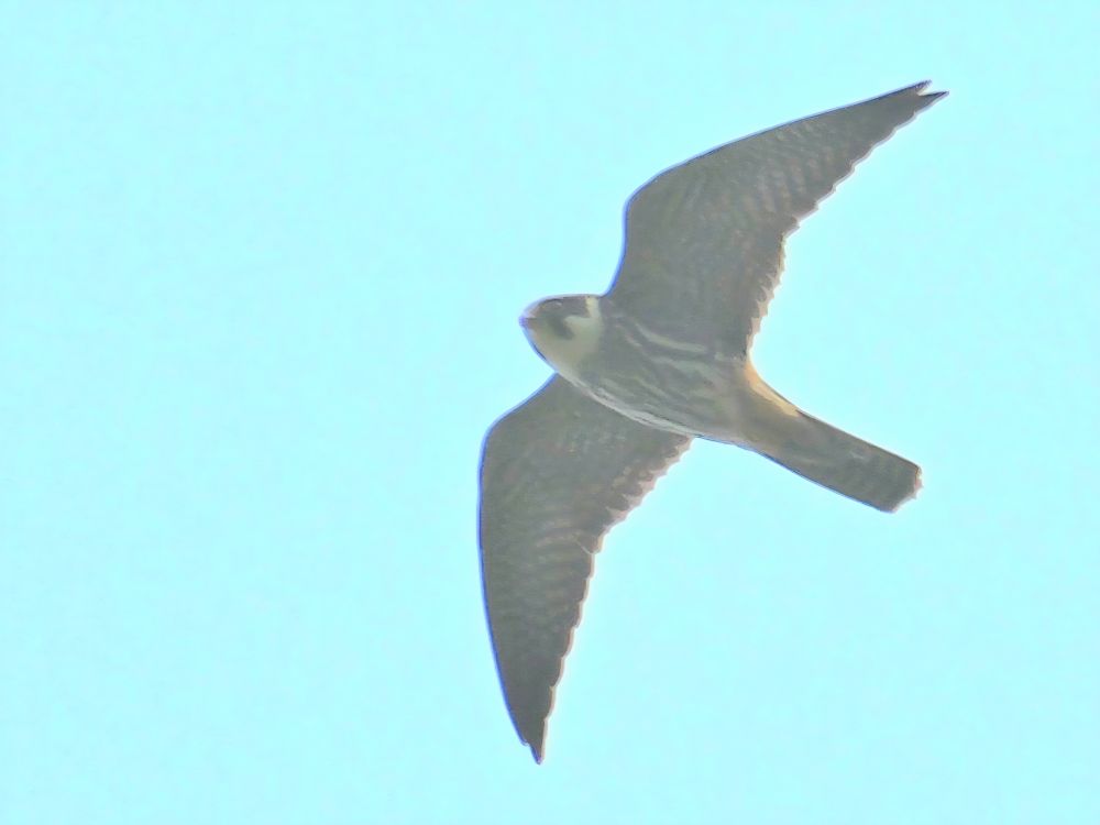 Hobby