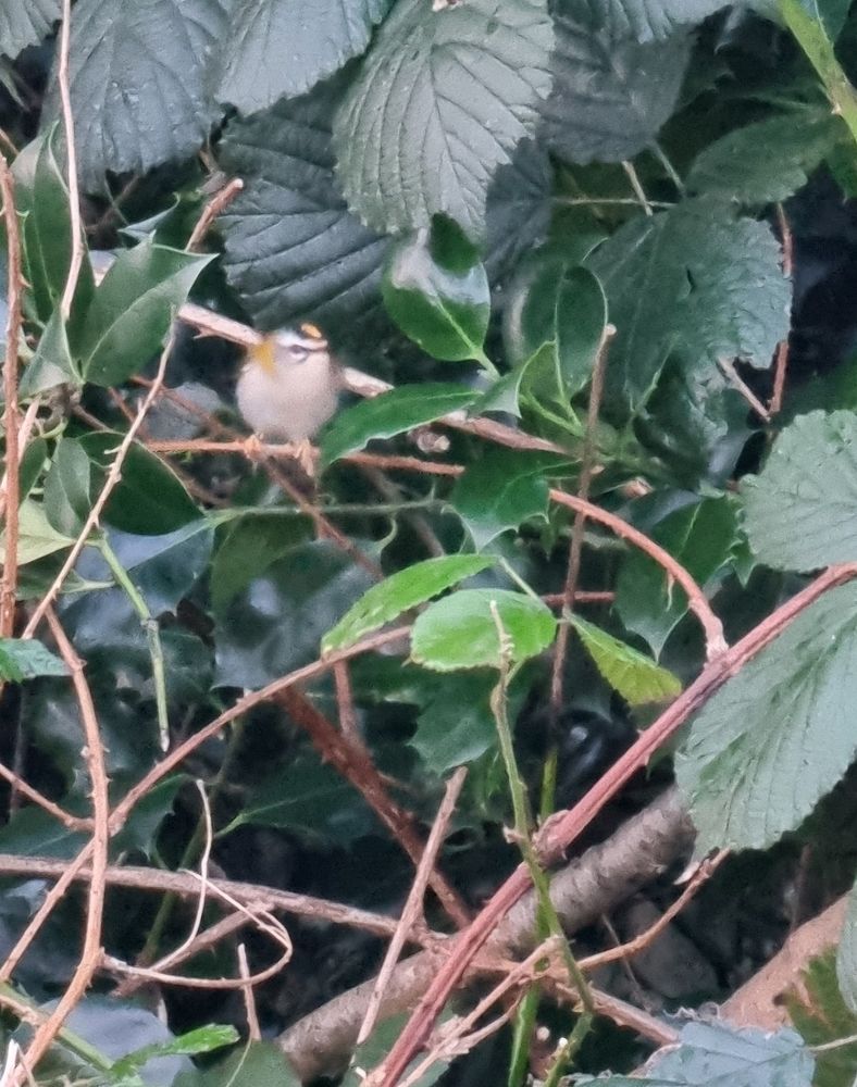 Firecrest 