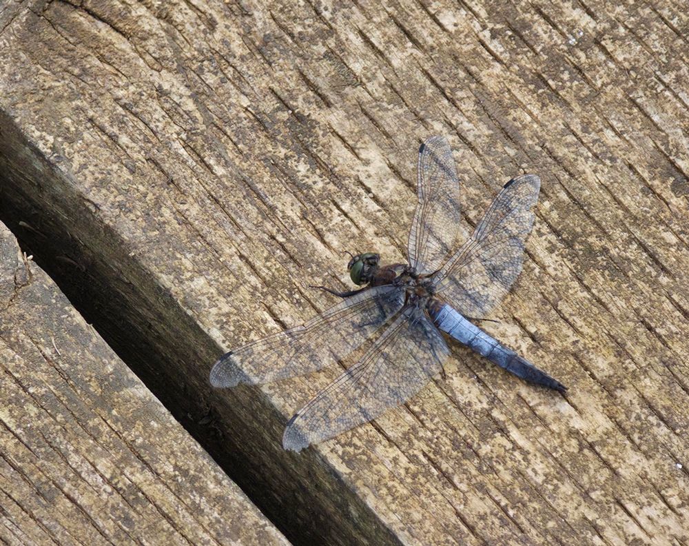 Black-tailed Skimmer dragonfly
