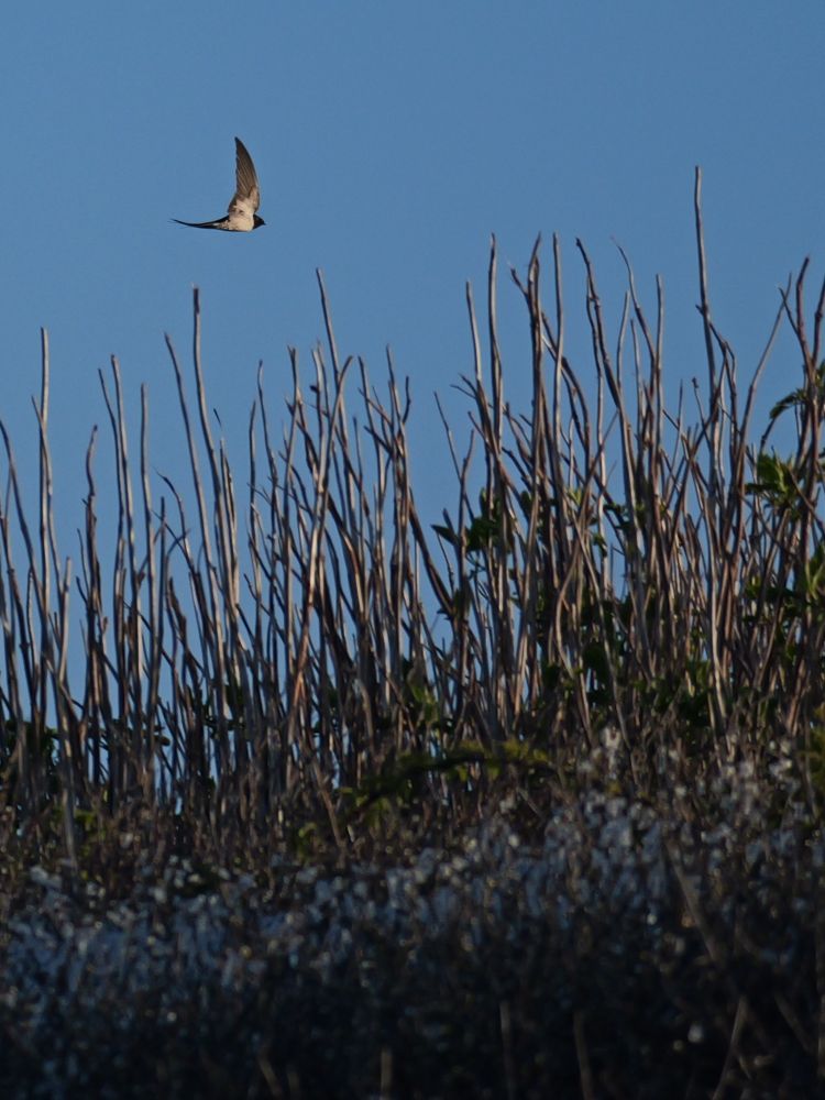 Swallow