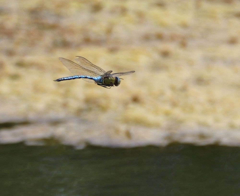Emperor Dragonfly