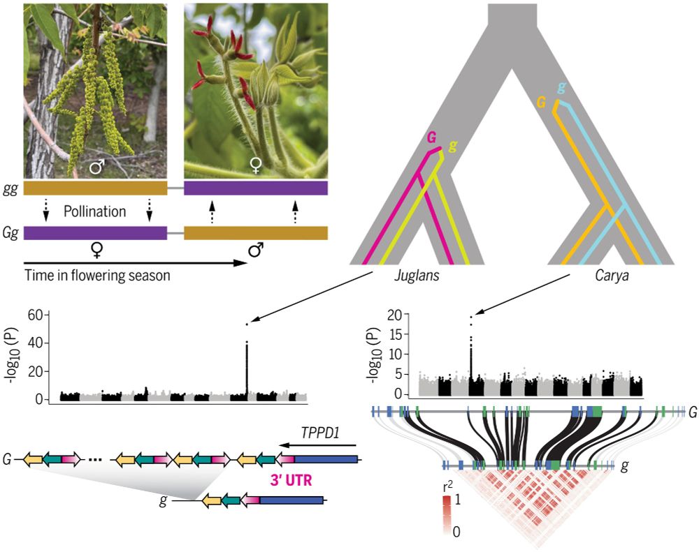 graphical abstract:
"In Juglans (top left) and Carya, two morphs show complementary temporal separation between male and female flowering (heterodichogamy). Mating types are controlled by two nonhomologous single-locus mechanisms that arose in the common ancestor of each genus, respectively. (Bottom left) Simplified schematic of a putative functional regulatory element at the Juglans locus. (Bottom right) Strong genotypic correlations across the Carya locus indicate a lack of recombination between two colinear haplotypes with similar gene content."