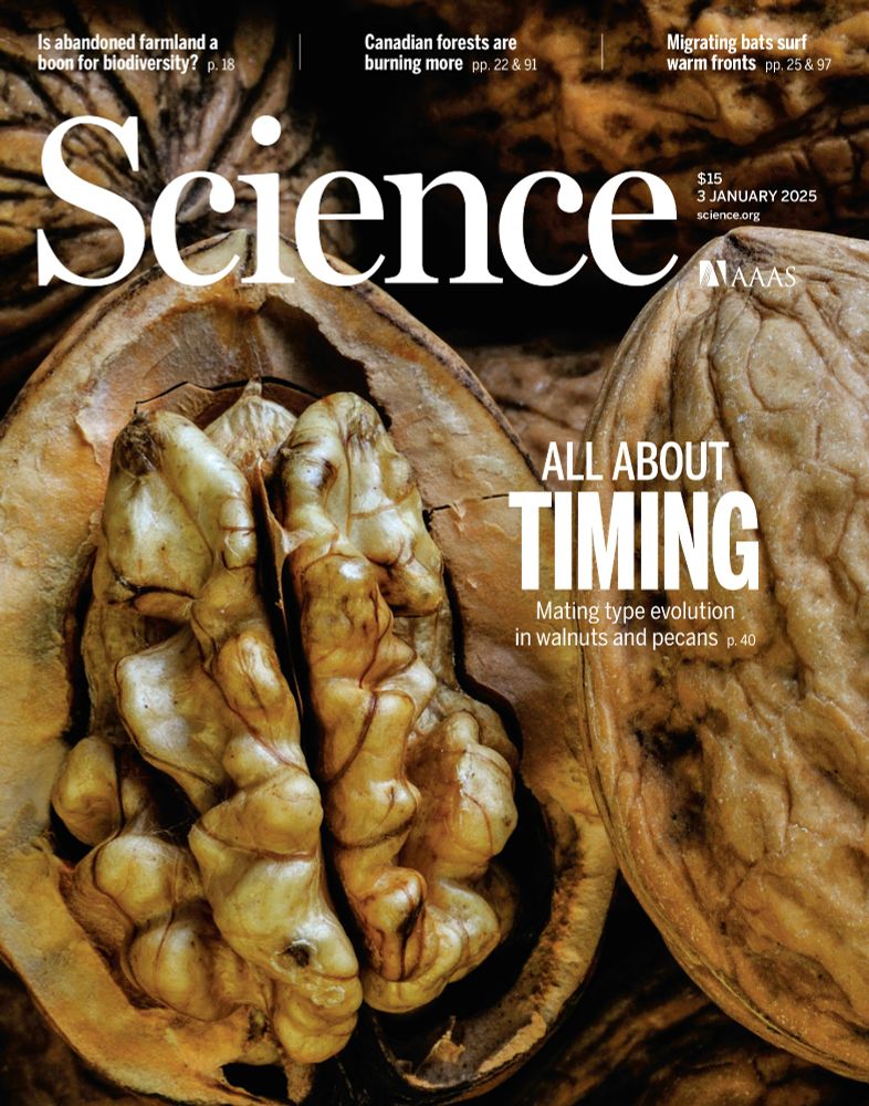 Science magazine front cover. Picture of a walnut in its opened shell. The text reads "All about timing. Mating type evolution in walnuts and pecans" 