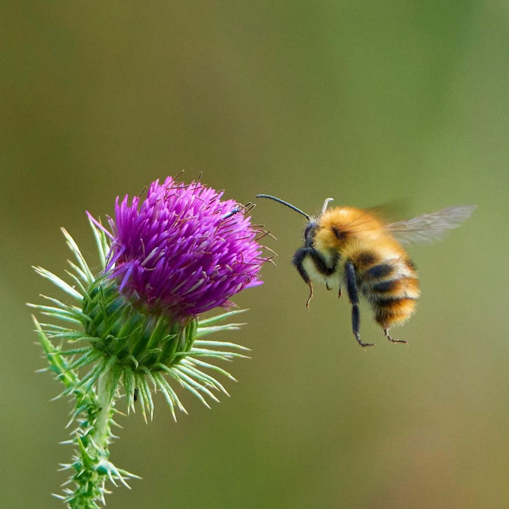 Bee on thistle