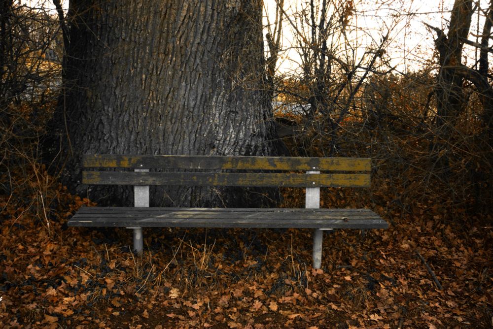 Eine schon etwas verwitterte Bank vor einem dicken Baumstamm. Rundherum liegt heruntergefallenes Laub in Herbstfarbe.