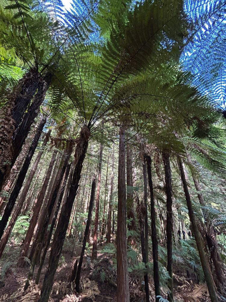 Tree ferns in New Zealand