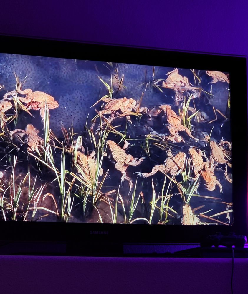 Frog mating orgie documentary screenshot. For science 