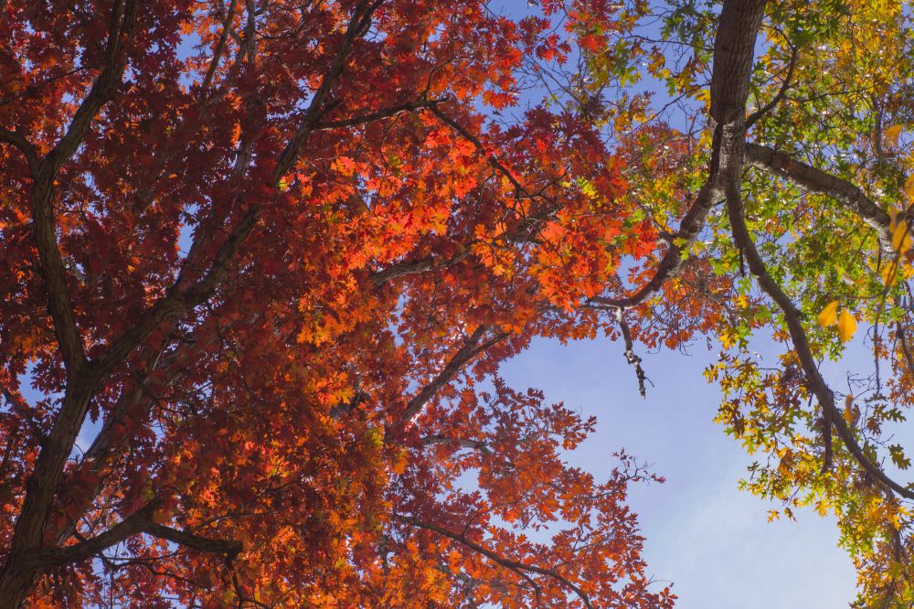 a view straight up at a fall canopy, a tree with red leaves comes in from the lower left, and a tree that is still green comes in from the upper right, meeting in the middle