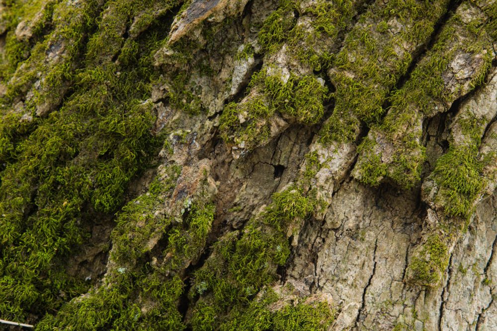 detail of the bark of a very old tree, with an older, outer layer of bark covered in moss, and a clean inner layer.  In the inner layer, shaded by the outer one, there is a small nearly rectangular hole