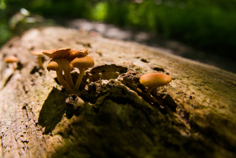 macro shot of tiny orange mushrooms growing out of a decaying log, backlit by the sun