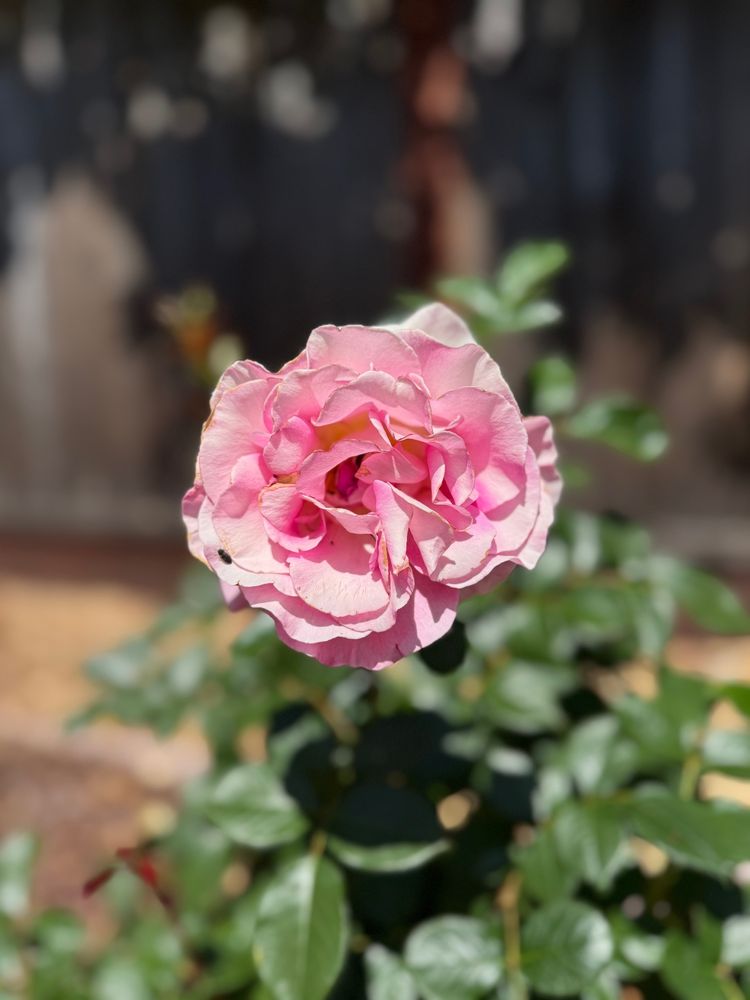 Pink rose close up