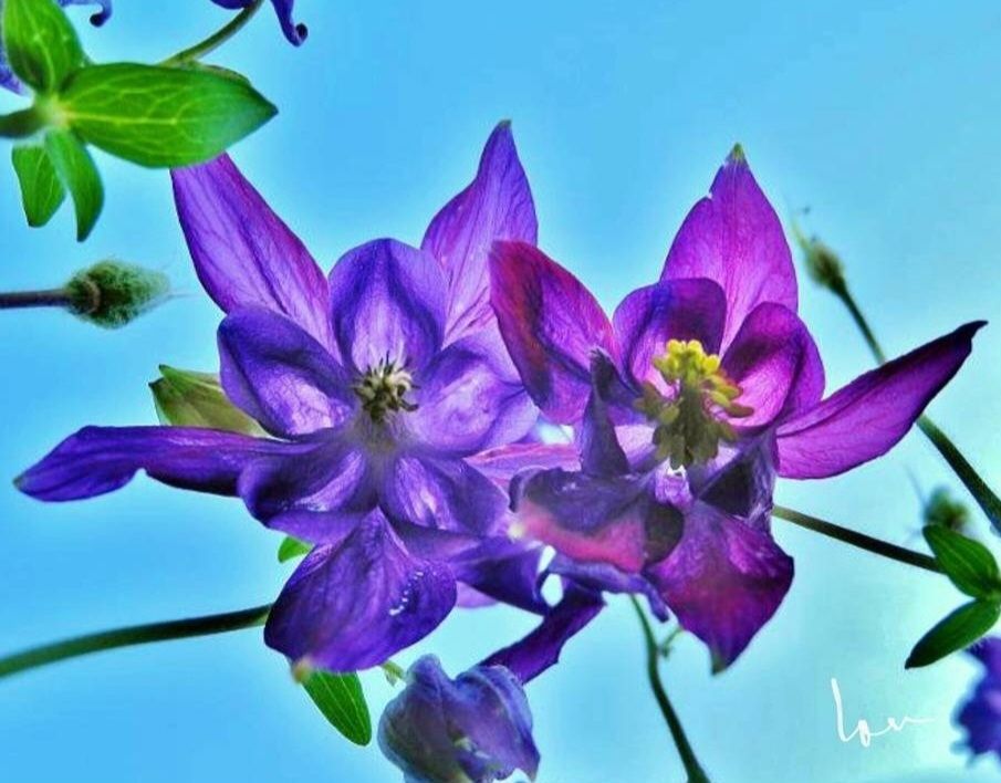 Fleurs de couleur violet vue du dessous avec un feuillage vert dans un ciel bleu. 