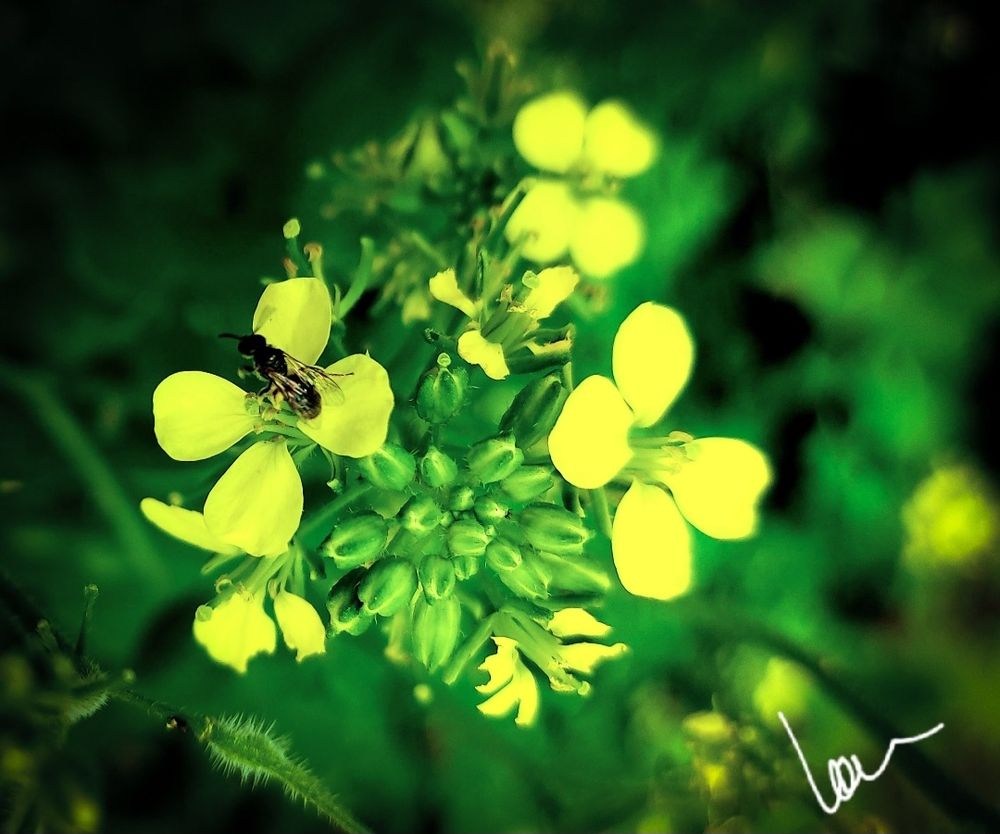 Petites fleurs jaunes avec un insecte butineur. 