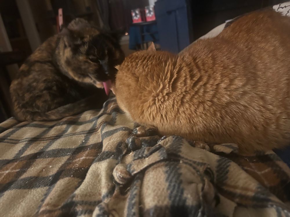 a tortie cat licking an orange