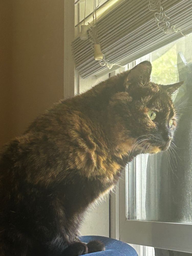 a tortie stares through the window with a sense of dedication