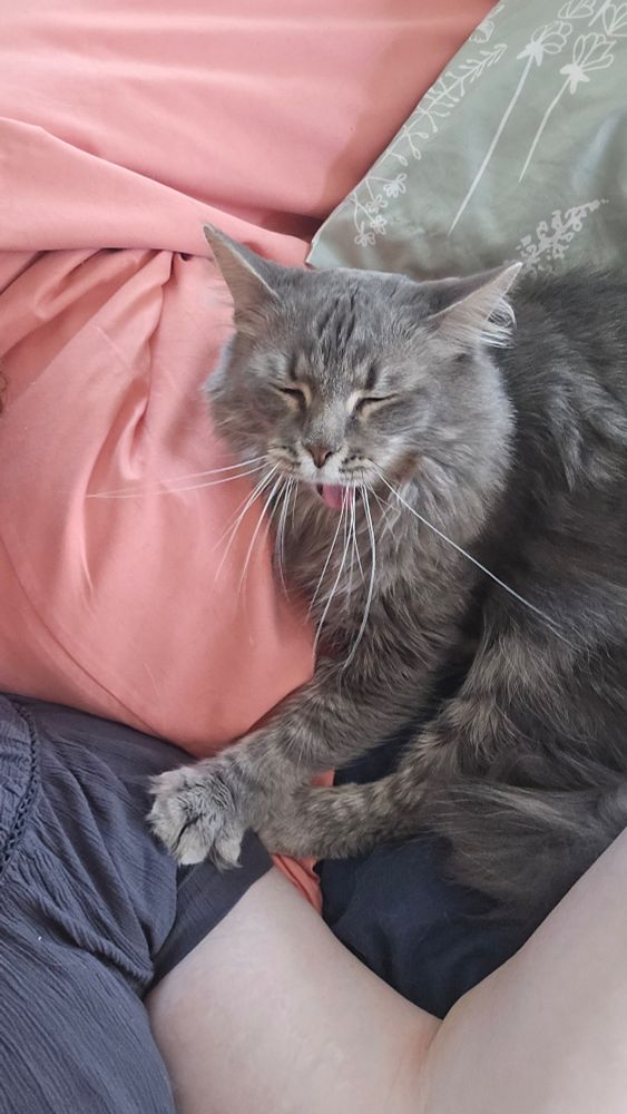 A gray kitty sits against a pink pillow. His left paw sits possessively on his human's shoulder while he yawns wide enough to see his pink tongue sticking out. 