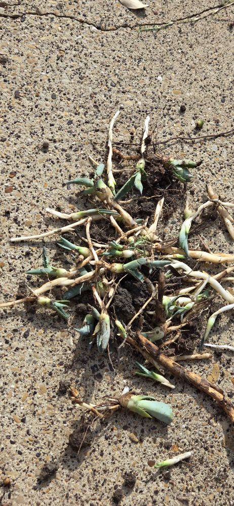 A pile of dug up baby agave pups.