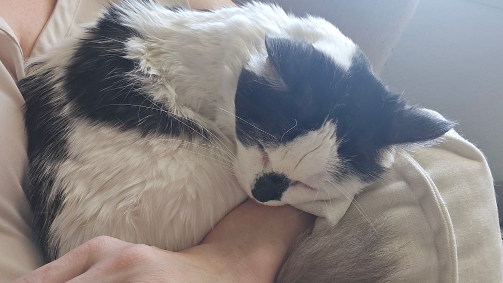 Kenji curls up for a nap on my arm.