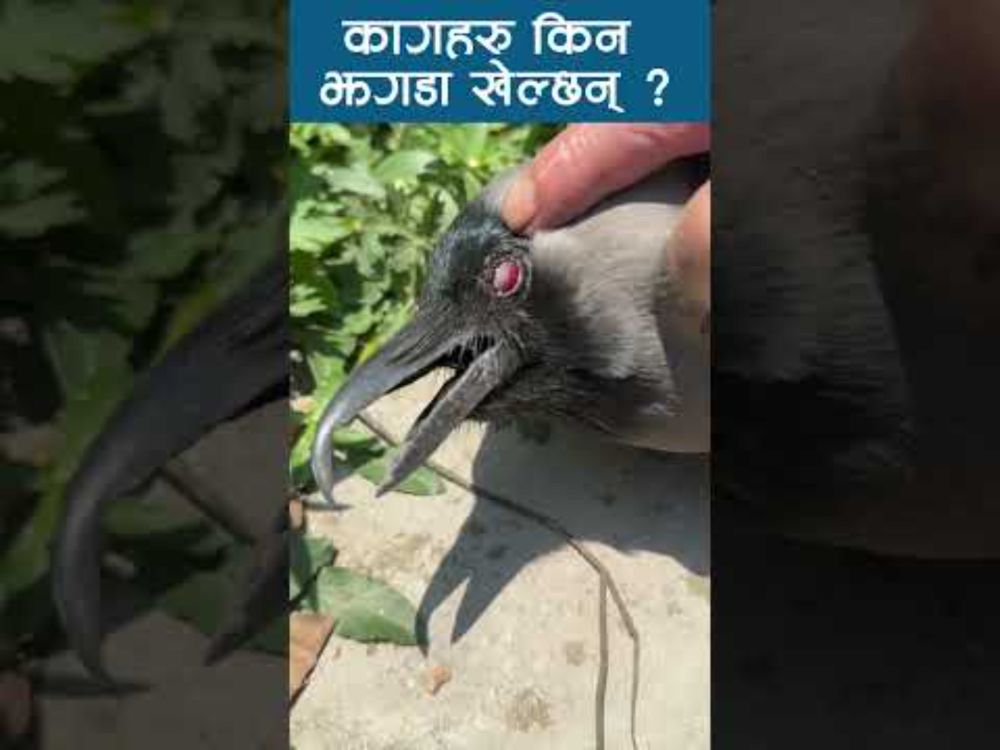 कागहरूको झगडाका यी ५ कारण थाहा पाउनुहोस् | Why do crows fight? | #animallovers #crow #sajhathalo