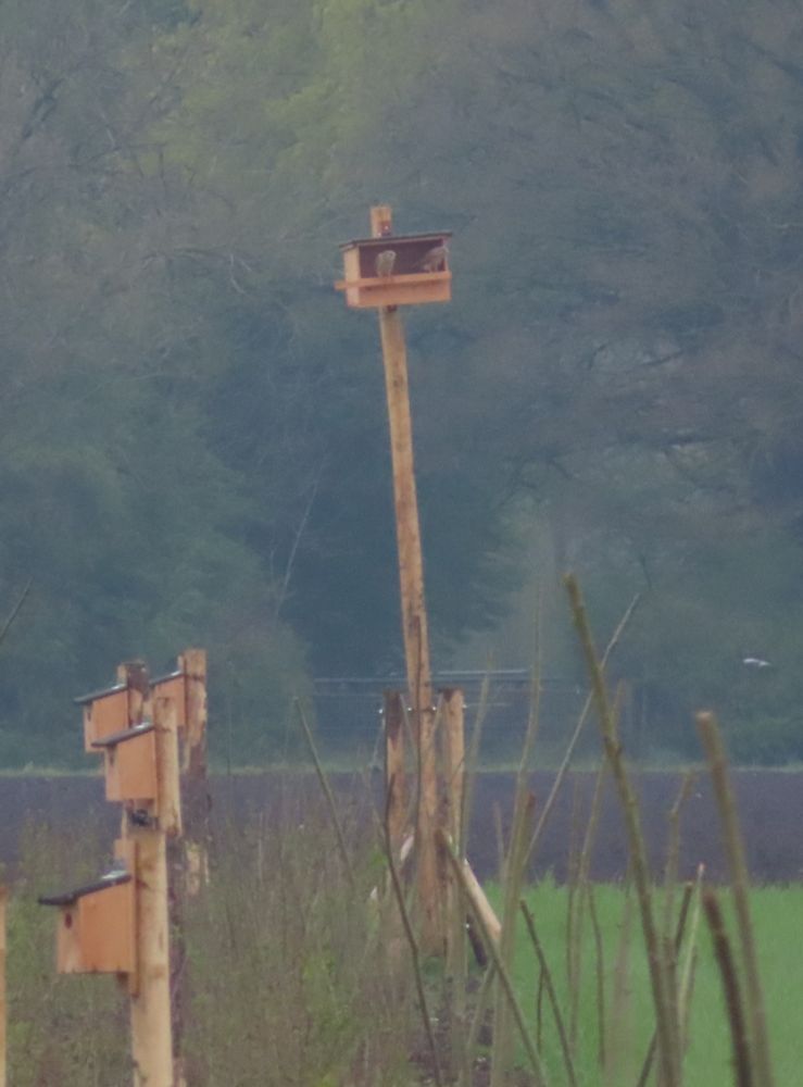 A young planted hedgerow with installed next boxes on wooden poles, and in the background a long pole with a kestrel next box installed. The nest box has two common kestrels sitting in it.