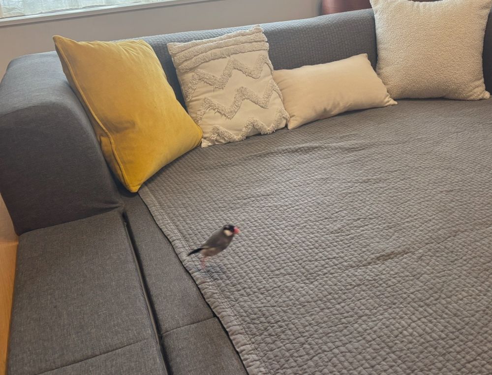 灰色のローソファの上を跳ねているごま塩文鳥