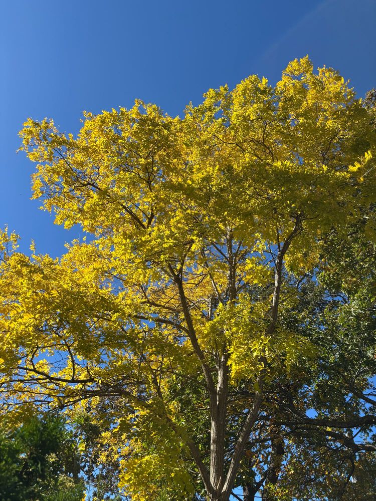 A bright yellow tree against a gorgeous clear blue sky