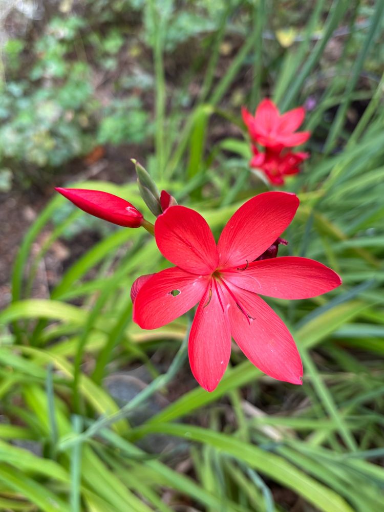 a coral-pink lily(?) of some sort
