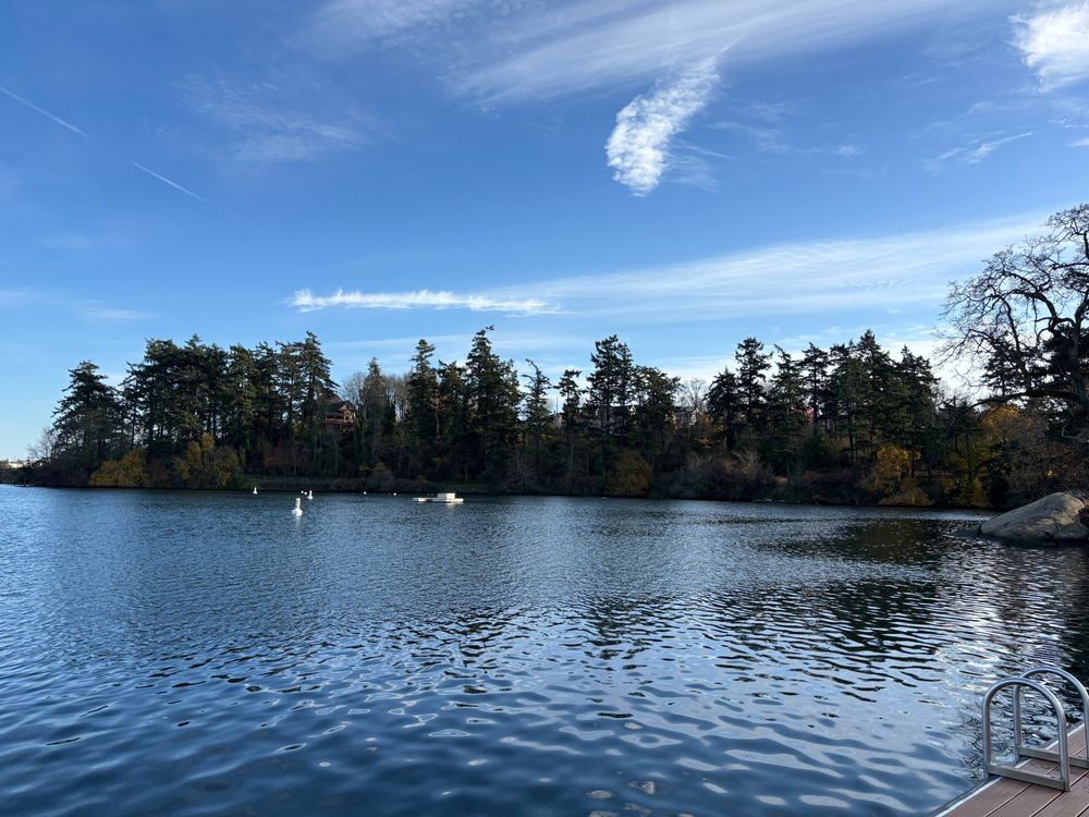 view of trees and ocean from the swim dock