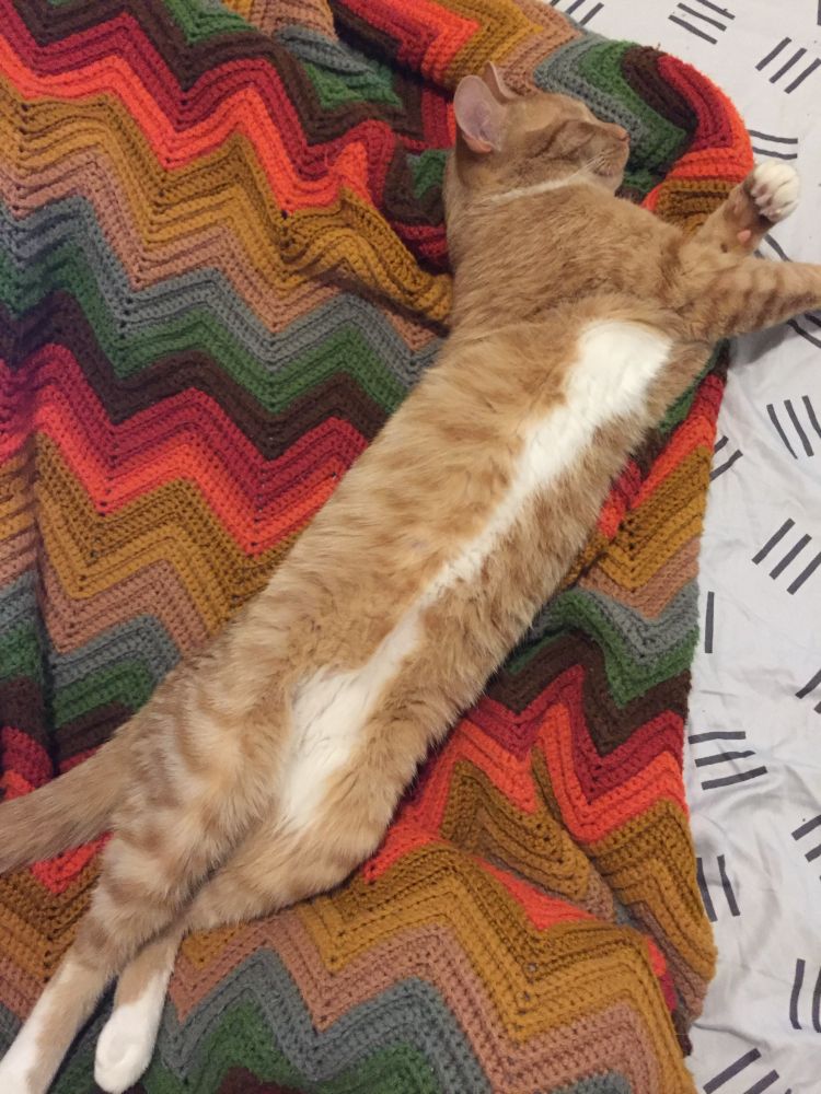 very long ginger tuxedo cat on a nifty seventies afghan