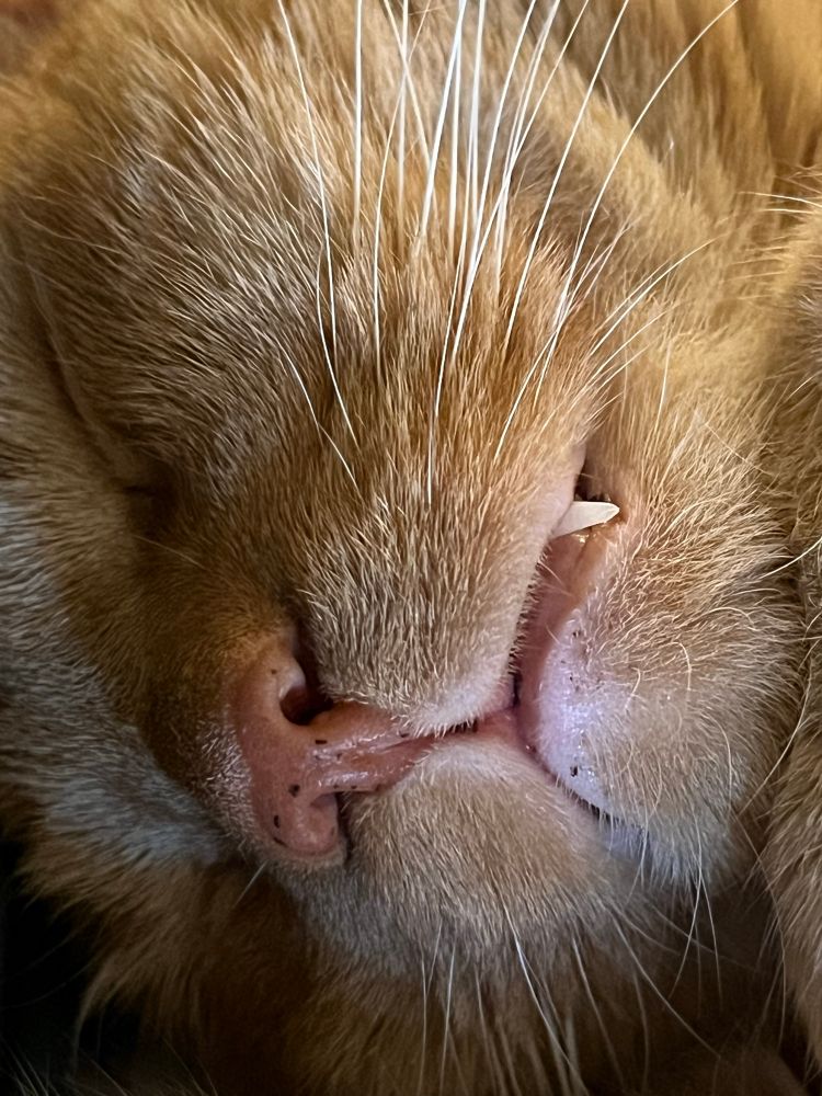 close up of a sleeping ginger boy cat with his visible fangs