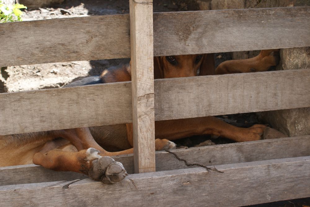 Holzzaun, dahinter schaut ein brauner Hund durch den Zaun