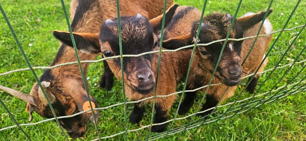 grüner Maschendrahtzaun
dahinter 3 braune Babyziegen auf grünem Gras