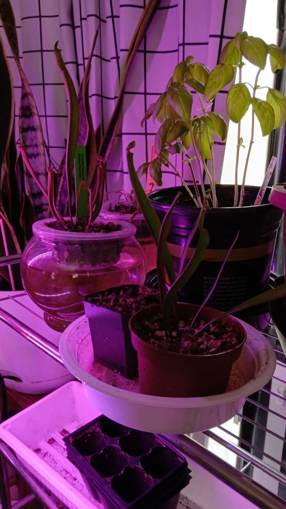 My plants boys <3 also basil photobomb