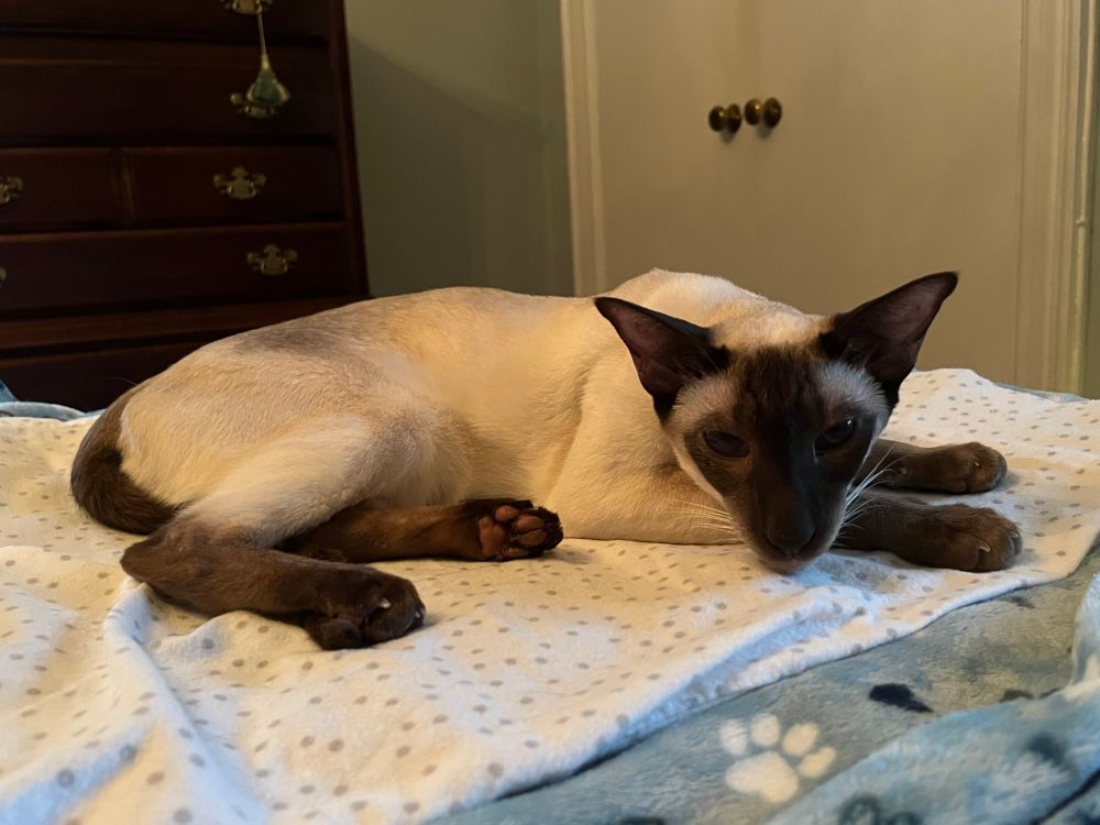a seal point Siamese cat laying down.