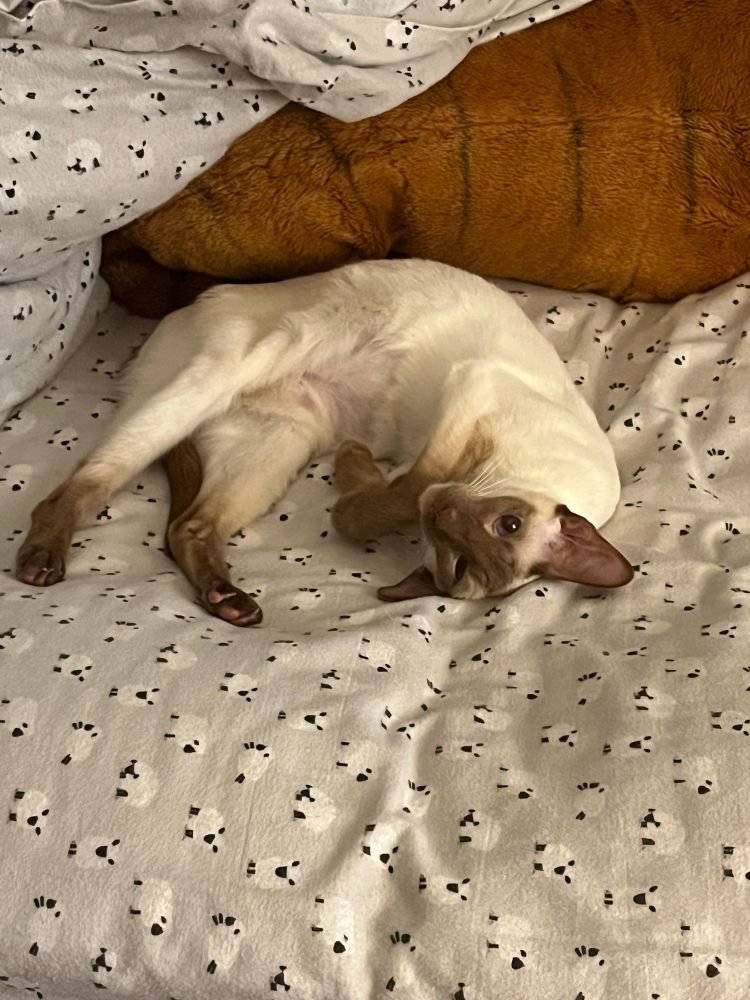 a cinnamon point Siamese cat rolling over and looking silly.