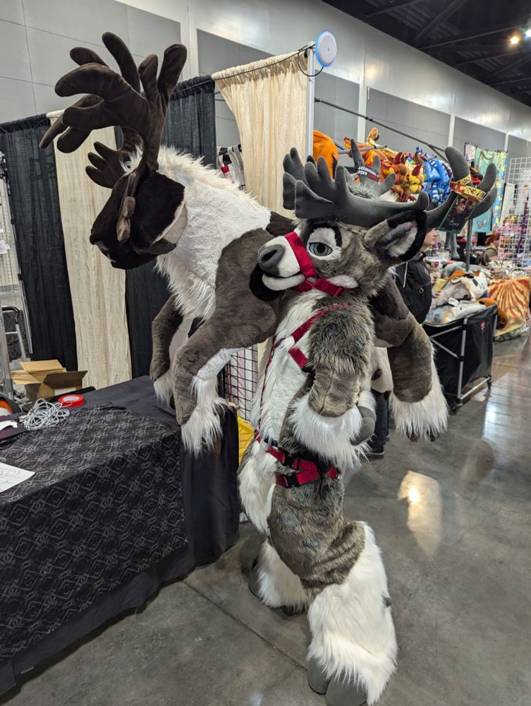 Grey and white reindeer with a red harness carrying a stuffed reindeer on his right shoulder
