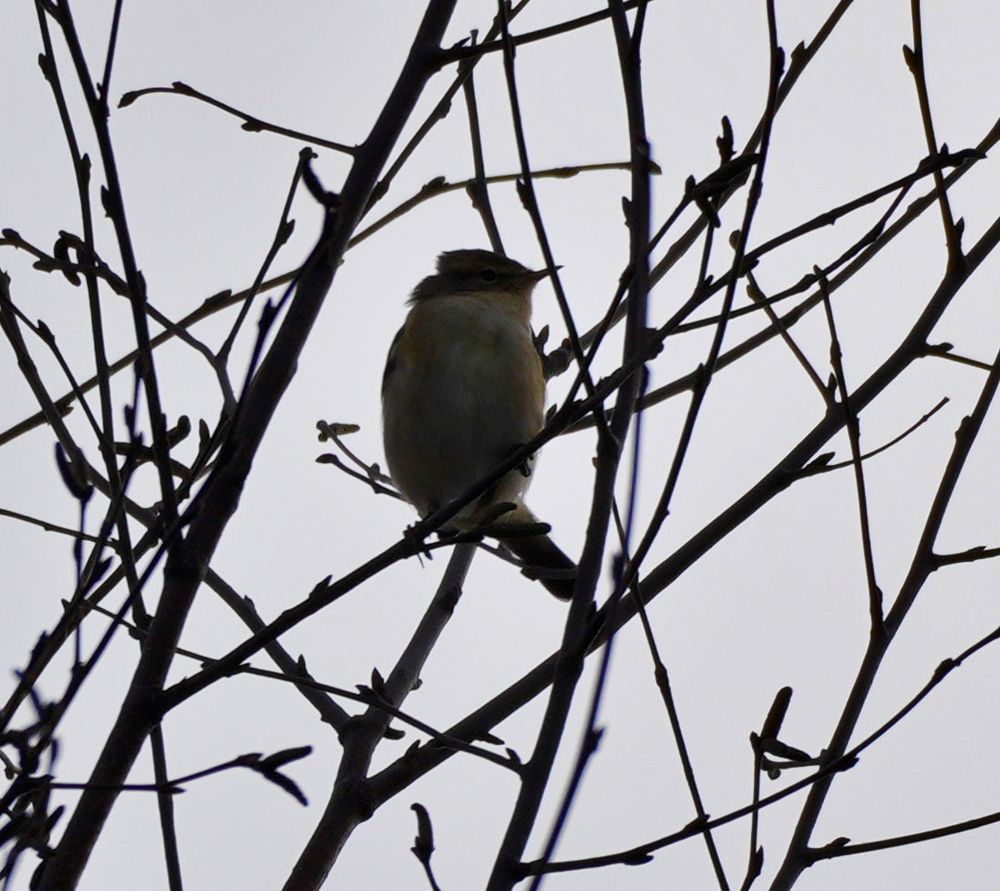 A photo of a chiffchaff in a tree 