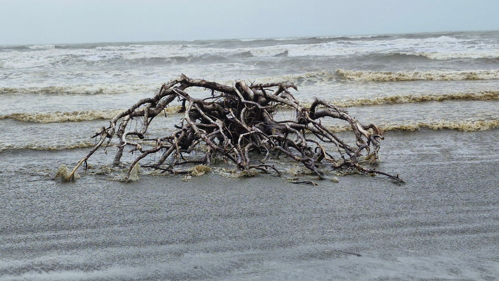 Driftwood tree in sand filled rough waves